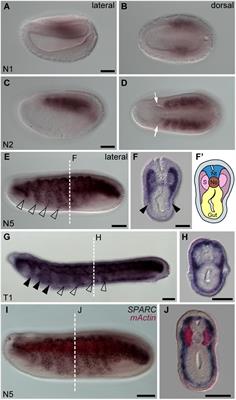Somite Compartments in Amphioxus and Its Implications on the Evolution of the Vertebrate Skeletal Tissues